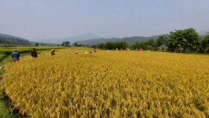 बाँकेमा धानखेती क्षेत्र घट्यो, उत्पादन बढ्यो