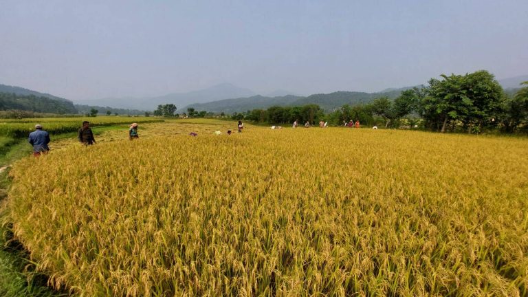 बर्खे धानबालीको समर्थन मूल्य निर्धारण, कति तोकियो ?