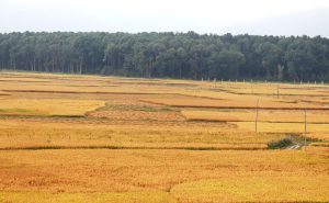 मधेसमा धान उत्पादनमा कमी आउने