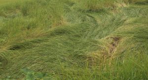 भोजपुरमा वर्षाले धानबालीमा क्षति