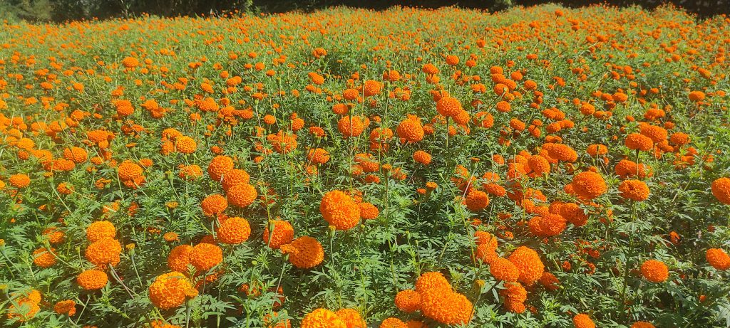 बारीमै महँगिएको फूल तेब्बर मूल्यमा बिक्री, गुण्डुका किसानले गरे पाँच करोड आम्दानी