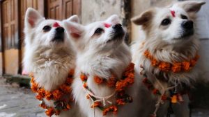 तिहारको तेस्रो दिन : नरक चतुर्दशी, कुकुर तिहार