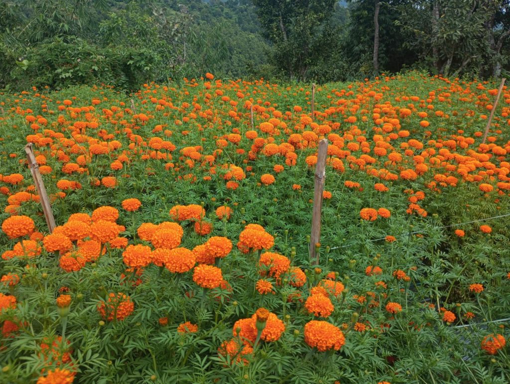 फूलखेतीबाट एक याममै पाँच लाख बढी आम्दानी गर्दै पूर्व शिक्षक भण्डारी