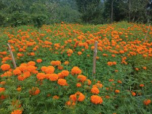 ५२ जिल्लामा पुष्प व्यवसायीको पौने नौ अर्ब लगानी, साढे ५३ हजारलाई रोजगारी