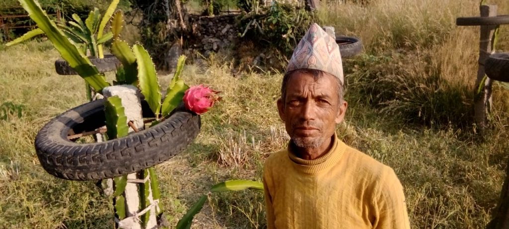 सिँचाईको अभावमा ड्रयागन खेती