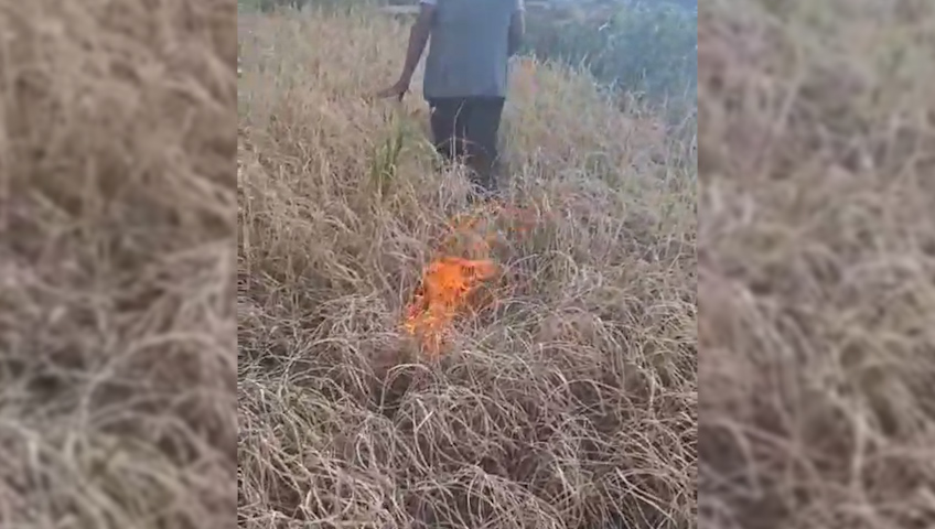 धान नफलेपछि किसानले खेतमै लगाए आगो, भोकमरीको त्रासमा मुगुका जनता