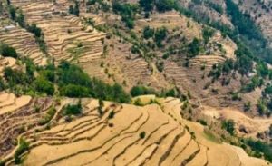 बसाइँसराइले अन्न उत्पादनमा असर, पन्ध्र हजार हेक्टर जमिन बाँझै