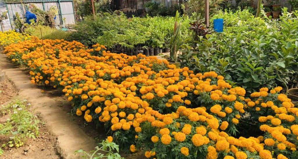 तिहारका लागि सयपत्री फूलका पाँच हजार बिरुवा बिक्री