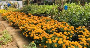 तिहारका लागि सयपत्री फूलका पाँच हजार बिरुवा बिक्री