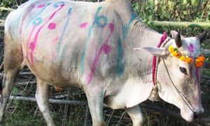 तिहारको पाँचौँ दिनः गरियो गोवर्द्धन, बलि, गोरु र हलि पूजा