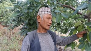 बाँझो जमिनमा व्यावसायिक एभोकाडोखेतीमा रमाएका ७१ वर्षीय राई