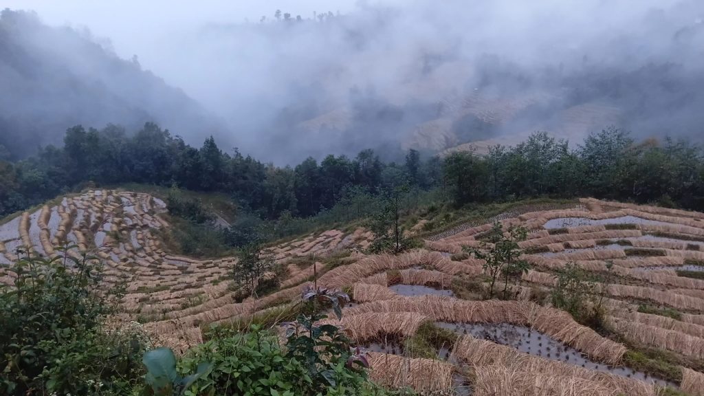 पाकेर थन्क्याउन लागिएको धानबालीमा वर्षाले क्षति गरेपछि कृषक चिन्तित