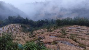 पाकेर थन्क्याउन लागिएको धानबालीमा वर्षाले क्षति गरेपछि कृषक चिन्तित