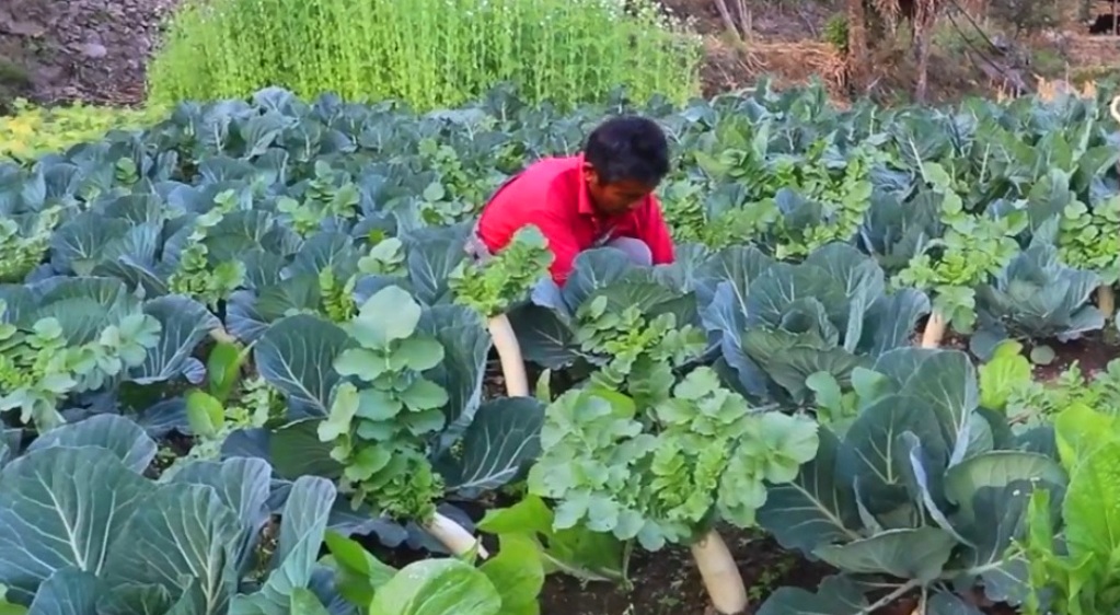 ‘विदेशमा दुःख गर्नुभन्दा आफ्नै माटोमा बगाएको पसिनाले दिने आम्दानीमै सन्तुष्ट छु’