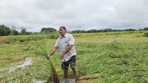 बेमौसमी वर्षाले सुनसरीमा १४ हजार ४०० हेक्टर धानबालीमा क्षति, साढे दुई अर्ब बढीको कृषिउपज नष्ट