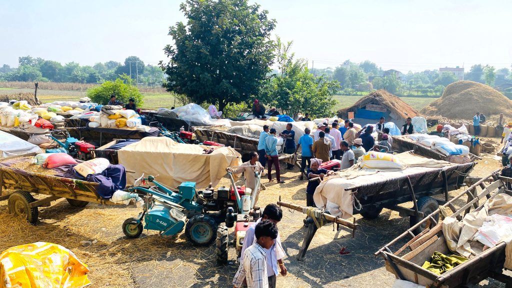 कैलालीमा १२ हजार ५०० ‘क्विन्टल’ धान खरिद