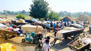कैलालीमा १२ हजार ५०० ‘क्विन्टल’ धान खरिद