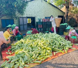 यो वर्ष हुप्सेकोटमा ८० टनभन्दा बढी काँक्रा उत्पादन, एकै किसानको आन्दानी २० लाख रुपैयाँसम्म