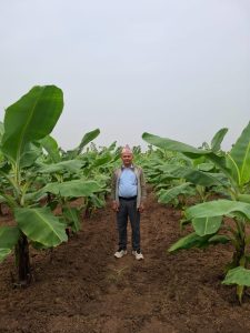 शिक्षणसँगै व्यावसायिक केराखेती, वार्षिक ३० लाखसम्म आम्दानी