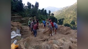 किसानलाई धान भित्र्याउने चटारो, बर्षाले १३९ मेट्रिक टन धानबाली नष्ट