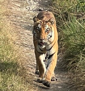 गतवर्ष रोकिएको बाघ गणना आगामी पुस १ गतेदेखि, साढे दुई करोड लाग्ने अनुमान
