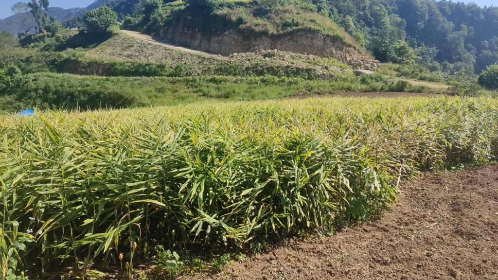 अदुवाको मूल्य खस्किएपछि किसान मारमा