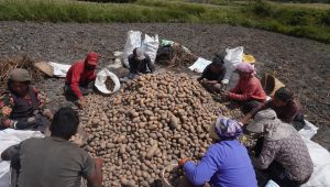 मुस्ताङमा आलुको उत्पादन क्षेत्र विस्तार : ६२ करोडको ८२ लाख बढीको बिक्री