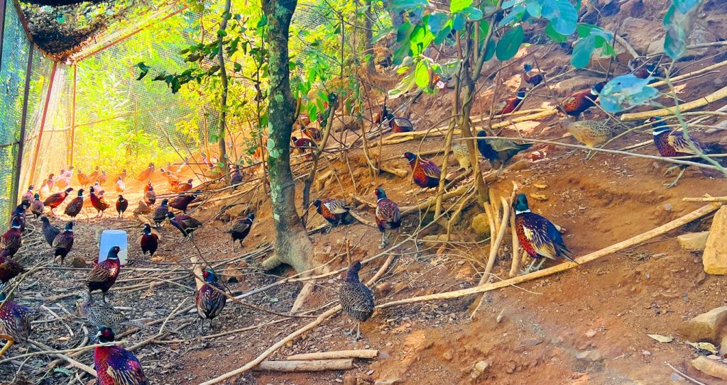 कालिज फार्मपालनमा ५० लाख लगानी