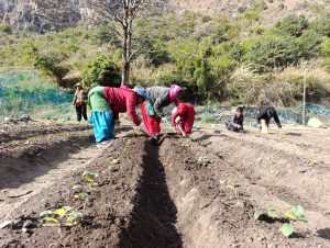मुस्ताङको बागवानीमा ‘हाईब्रिड’ स्याउका बिरुवा उत्पादन गर्न सुरु, तर छैन् पर्याप्त पूर्वाधार