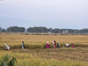 झापामा चैत धान रोपाइँ सुरु, क्षेत्रफल घट्दै