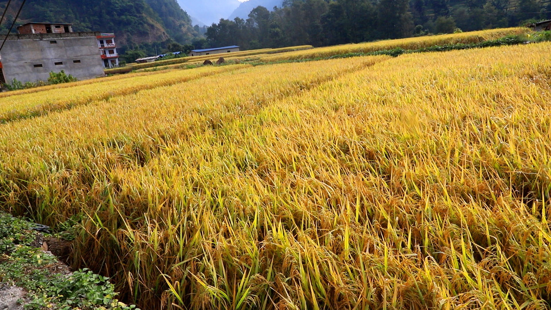 गतवर्षको तुलनामा धान उत्पादन ४.२० प्रतिशतले घट्ने प्रारम्भिक अनुमान