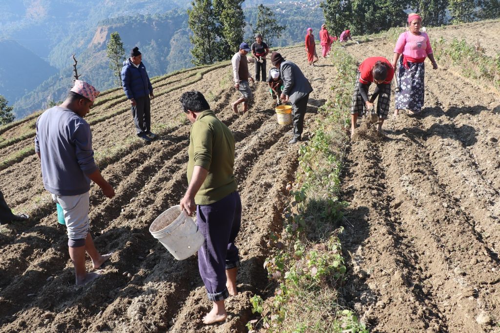 जलजला आलुको बीउमा आत्मनिर्भर, पालिकाको अनुदानले किसानलाई ढुवानी र भण्डारणमा सहज