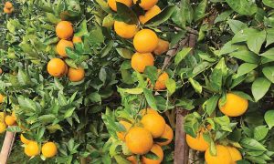 जुनार चिनाउँदै व्यवस्थित कृषि सडकको मागसहित ‘जुनार महोत्सव’