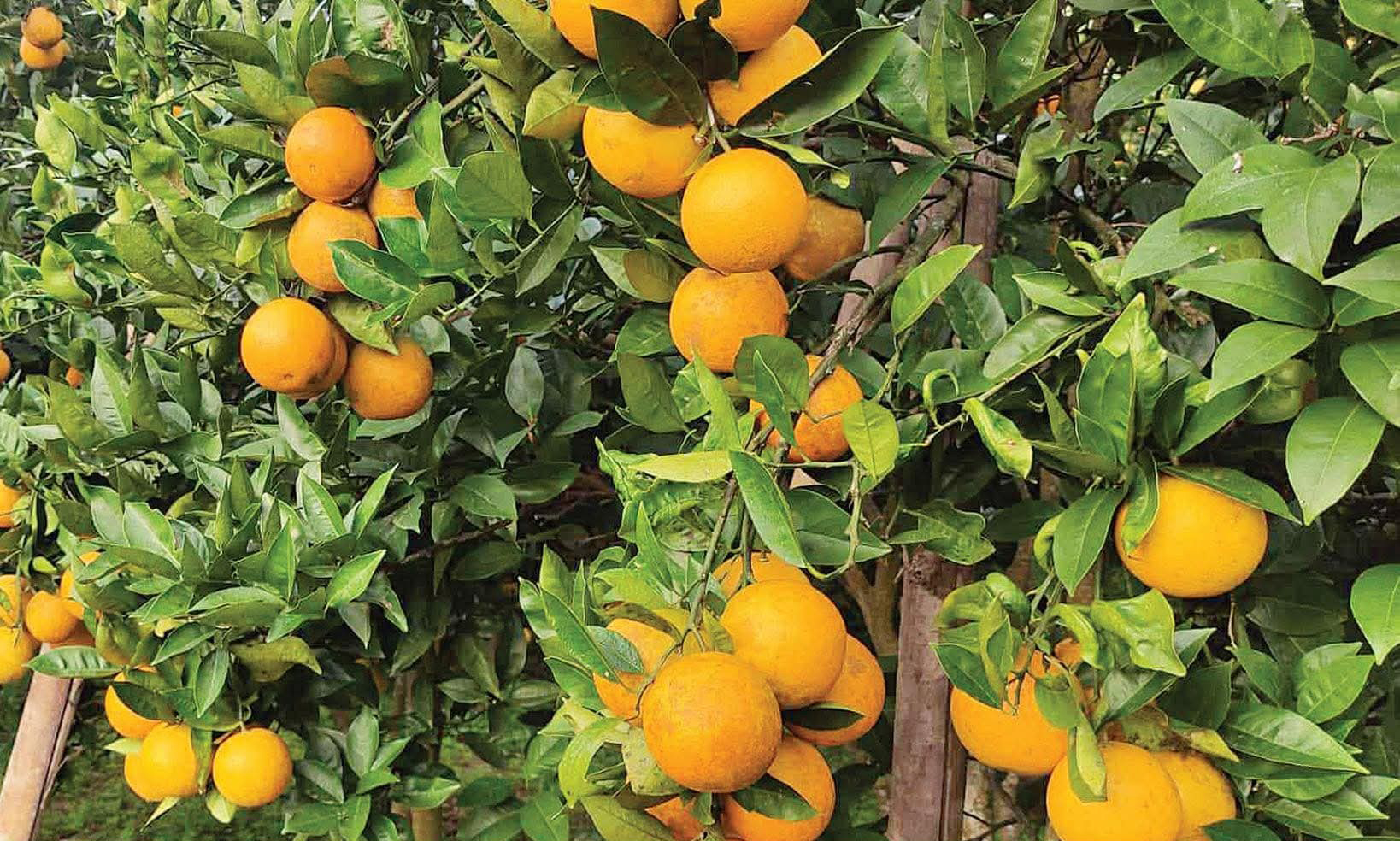 जुनार चिनाउँदै व्यवस्थित कृषि सडकको मागसहित ‘जुनार महोत्सव’