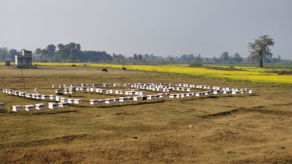 पाँच सय युवाले भविष्य खोजिरहेको महबाटै करोडको कारोबार गर्छन हमाल