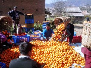 काभ्रेपलाञ्चोकमा सुन्तला उत्पादन १० प्रतिशतले बढ्ने प्रक्षेपण