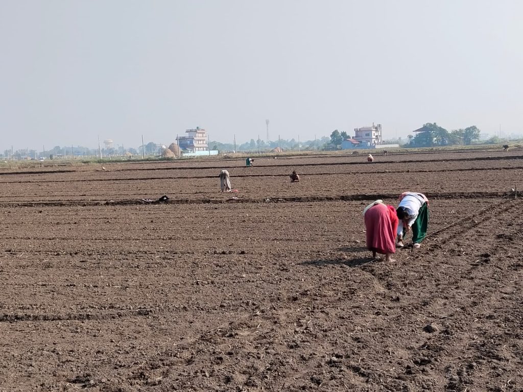 भरतपुरमा प्राङ्गारिक सूर्यमुखीखेती, करिब ३० क्विन्टल उत्पादन गर्ने लक्ष्य
