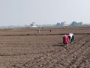 भरतपुरमा प्राङ्गारिक सूर्यमुखीखेती, करिब ३० क्विन्टल उत्पादन गर्ने लक्ष्य