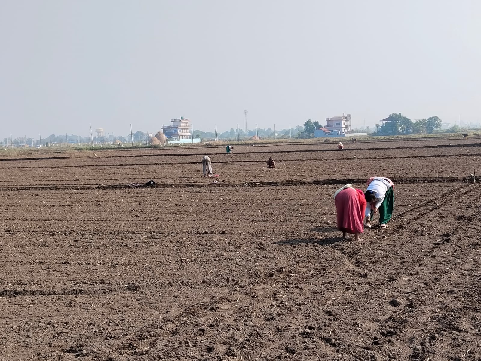 भरतपुरमा प्राङ्गारिक सूर्यमुखीखेती, करिब ३० क्विन्टल उत्पादन गर्ने लक्ष्य
