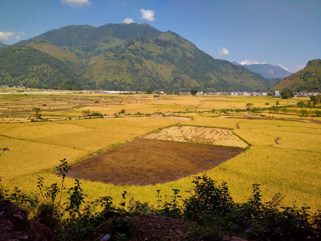 स्याङ्जामा धान उत्पादन १३ प्रतिशतले बढ्यो