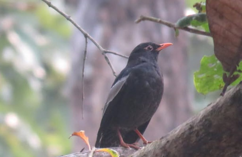 जाडो छल्न आएका चरा फर्किन थाले
