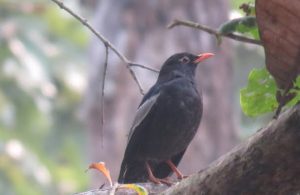 जाडो छल्न आएका चरा फर्किन थाले