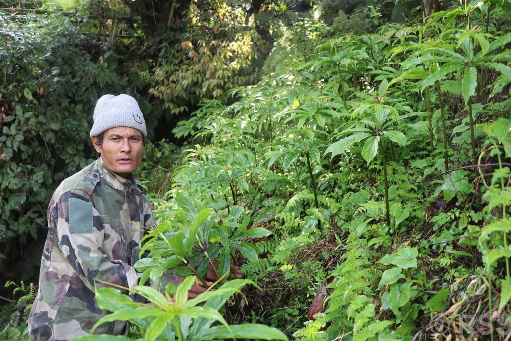 धवलागिरिको माकुसका किसान व्यावसायिक जडीबुटीखेतीमा आकर्षित