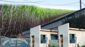 एभरेष्ट चिनी उद्योगमा उखु अभाव: लक्ष्यभन्दा साढे दुई लाख क्विन्टल कम क्रसिङ
