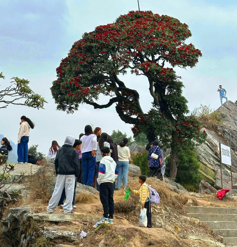गुराँस हेर्न रायराँयकोट 