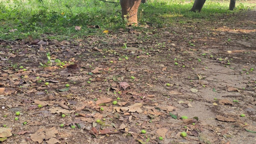 हुरीले आँपको चिचिला झारेपछि किसान चिन्तित