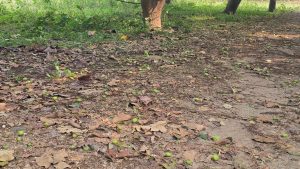 हुरीले आँपको चिचिला झारेपछि किसान चिन्तित