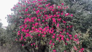लालीगुराँसले ढाकिएका हम्पाल र कोखेडाँडामा पर्यटकको चहलपहल बढ्दो
