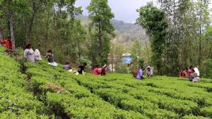 ‘फस्ट प्लस’को चिया टिपाइ धमाधम, गुणस्तरीय उत्पादनको सम्भावना