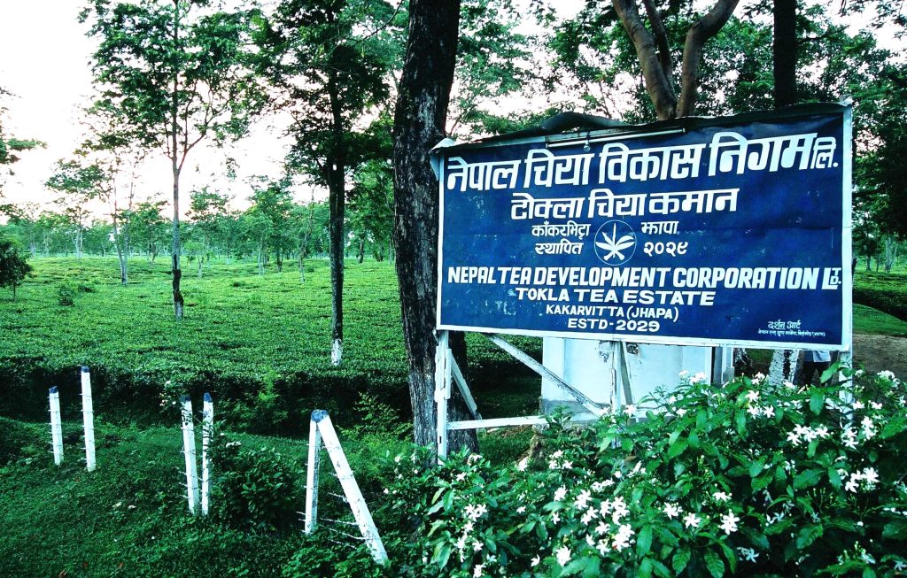 नेपाल चिया विकास निगमको सञ्चालन आम्दानी १ अर्ब माथि, आईपीओ निष्कासनको तयारी